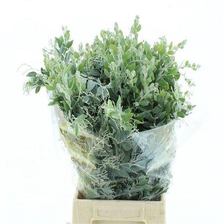 <h4>Acacia Bl Hambury Bs</h4>