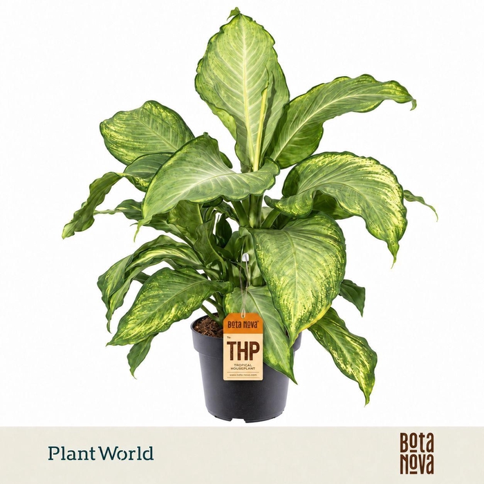 <h4>Dieffenbachia Ivory Green</h4>