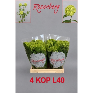 VIBURNUM ROSEUM ST