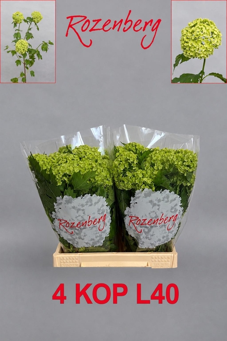 <h4>VIBURNUM ROSEUM ST</h4>
