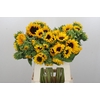 Helianthus Orange Fire