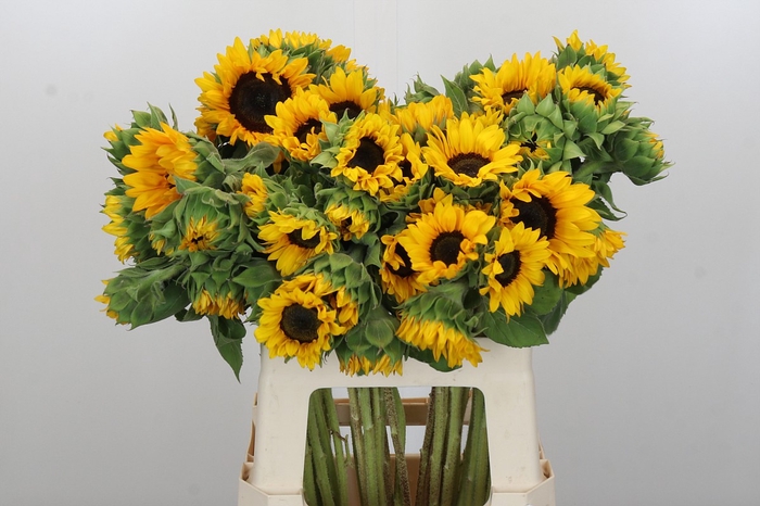<h4>Helianthus Orange Fire</h4>