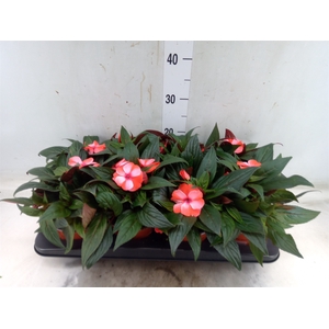 Impatiens NG 'ColPow Coral Flame'