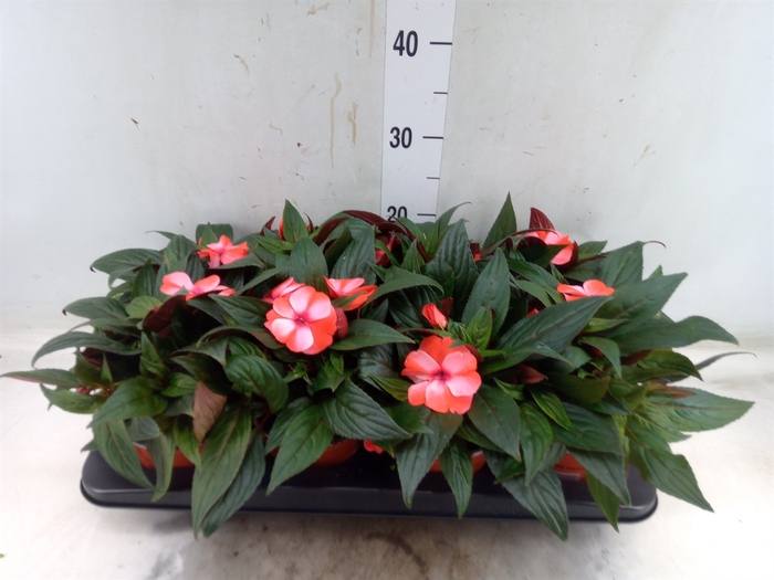 <h4>Impatiens NG 'ColPow Coral Flame'</h4>