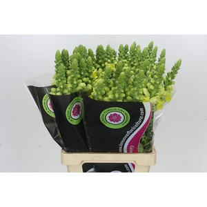 Antirrhinum Potomac Geel