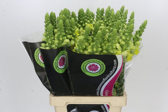 <h4>Antirrhinum Potomac Geel</h4>