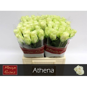 ROSA GR 'ATHENA'