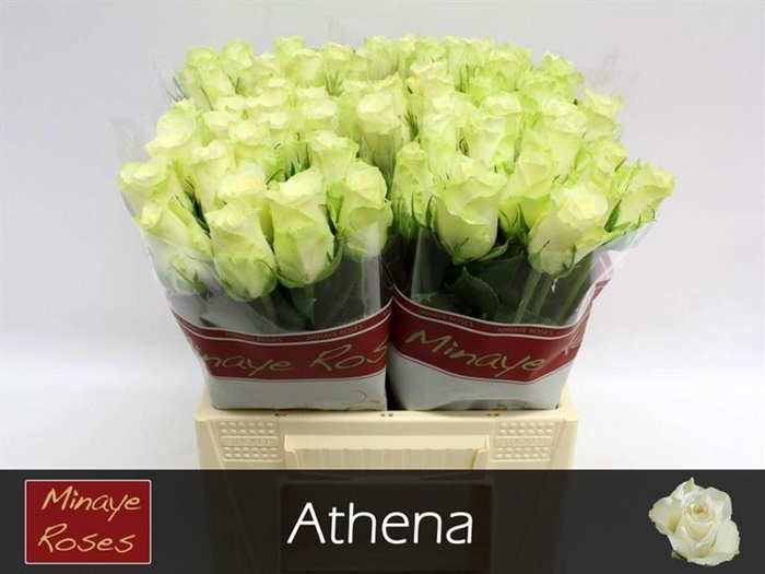 <h4>ROSA GR 'ATHENA'</h4>