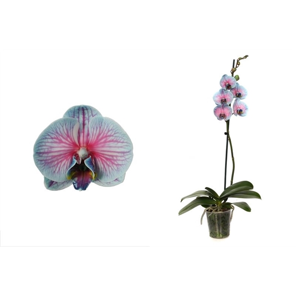 <h4>Phal I am Bubblegum 1T09+</h4>