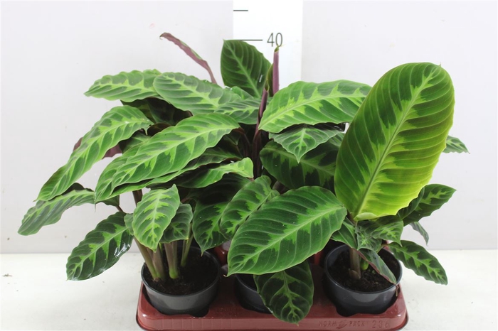 <h4>Calathea Warscewiczii</h4>