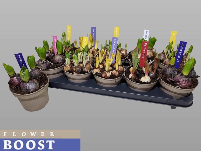 <h4>BOLBLOEMEN GEM</h4>