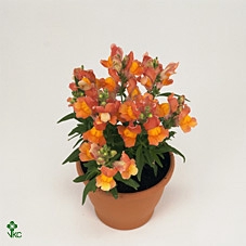 Antirrhinum Majus Orange