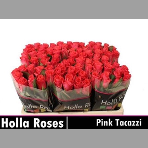 R Gr Pink Tacazzi+