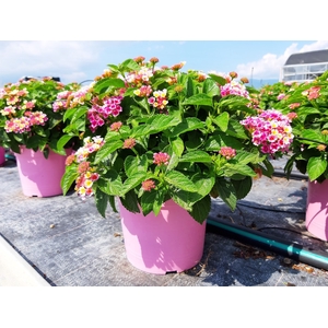 Lantana camara overig