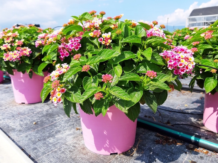 <h4>Lantana camara overig</h4>