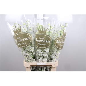 Delph Du Dewi Impress White