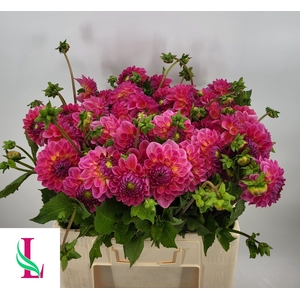 DAHL PINK SUFFUSION