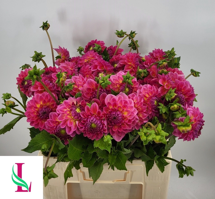 <h4>DAHL PINK SUFFUSION</h4>