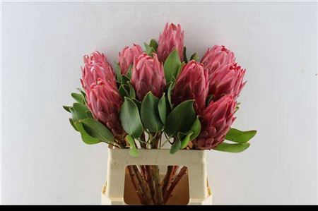 <h4>Protea Cy Red Rex Extra</h4>