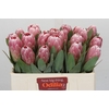 Protea Penny Pink