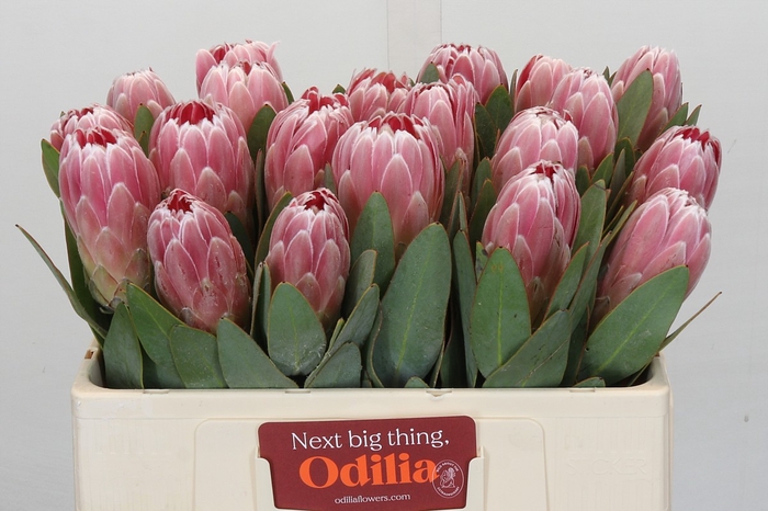Protea Penny Pink