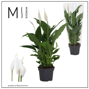 Spathiphyllum Strauss - 13cm | Blanco