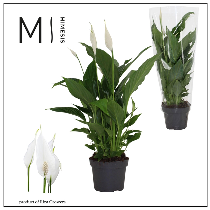 <h4>Spathiphyllum Strauss - 13cm | Blanco</h4>