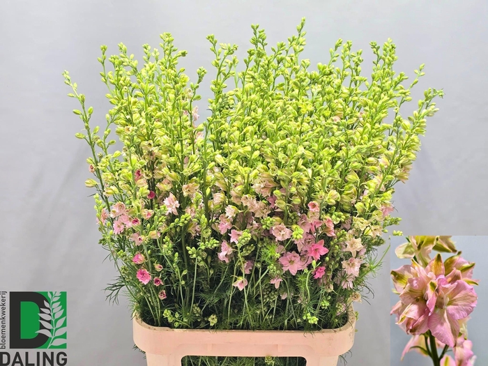 <h4>CONS R Q LIGHT PINK</h4>