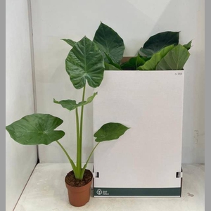 ALOC MACRORRHIZOS