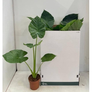 ALOC MACRORRHIZOS