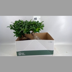 Ficus microcarpa 'Ginseng'