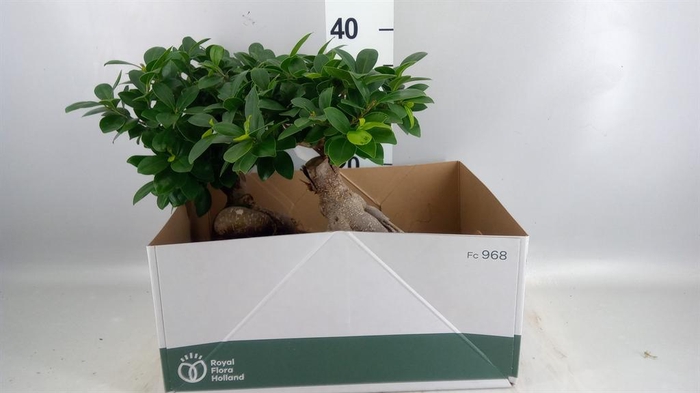 <h4>Ficus microcarpa 'Ginseng'</h4>
