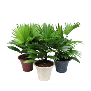 Livistona rotundifolia hosta small met schors