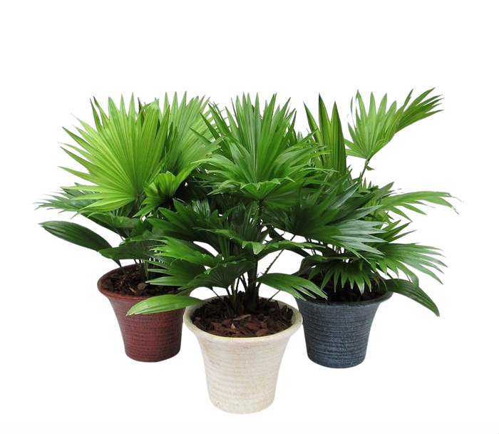 <h4>Livistona rotundifolia hosta small met schors</h4>