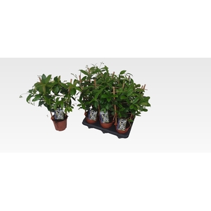 TRAC JASMINOIDES