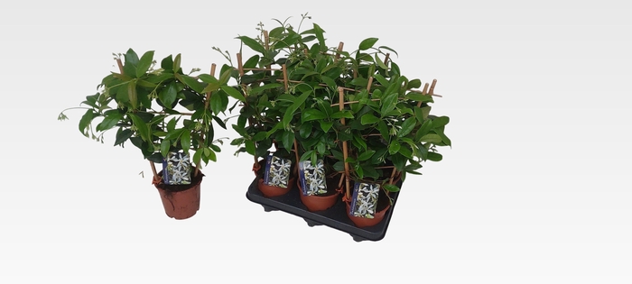 TRAC JASMINOIDES