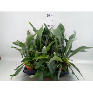 Platycerium bifurc.