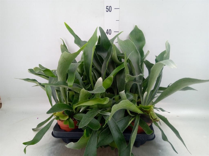 <h4>Platycerium bifurc.</h4>