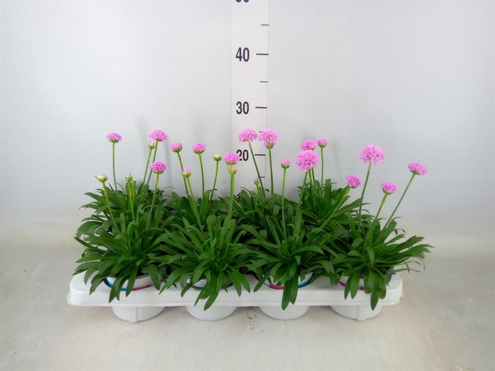 <h4>Armeria pseud. 'Dreameria Sweet Dr'</h4>