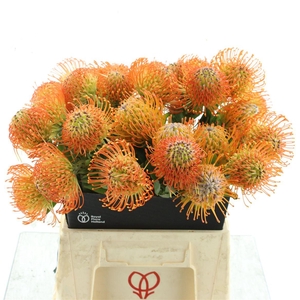 Leuco Hawaii Gold