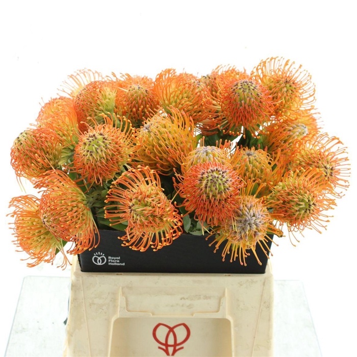 <h4>Leuco Hawaii Gold</h4>
