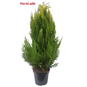 Chamaecyparis law. Ivonne, plantmaat 120-140 cm - Rondgestoken - PALLET