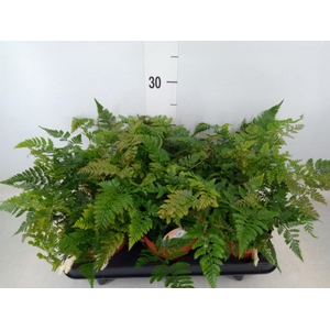 Humata griffithiana var. tyermannii