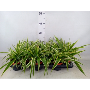 Chlorophytum com. 'Ocean'