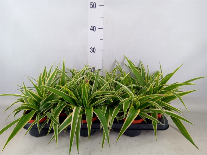 <h4>Chlorophytum com. 'Ocean'</h4>