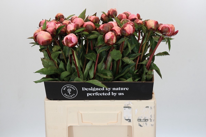 Paeonia Nick Shaylor