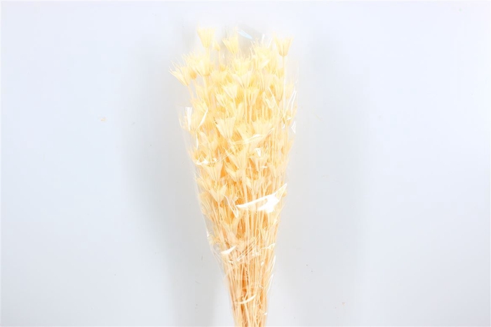 <h4>Dried Nigella Orientals Bleached Bunch</h4>