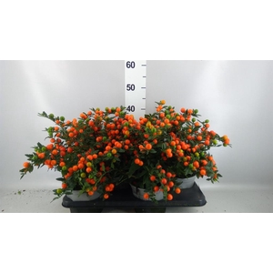 Solanum pseudocapsicum 'Bartoli'