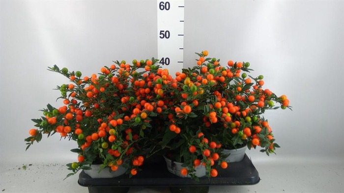 <h4>Solanum pseudocapsicum 'Bartoli'</h4>