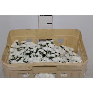 ASTER MARIANA 040 CM